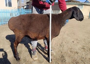 кормовая соль для животных: Продаю | Овца (самка), Ягненок — 8