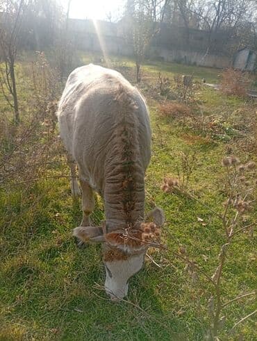 купить щенка французского бульдога: Продаю | Бык (самец) | Полукровка | На откорм — 3