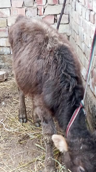 карова самка: Продаю | Тёлка | Полукровка | На откорм | Привязанные — 6