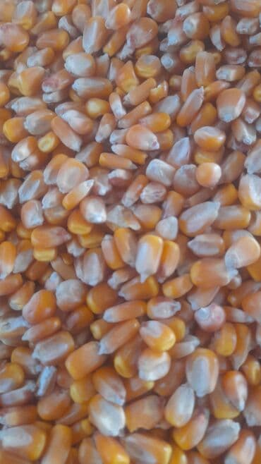 местный кукуруза: 22.сом с погрузкой Кукуруза Жугору Мака ОПТОМ РОЗНИЦА ДРУГАЯ ЦЕНА — 2