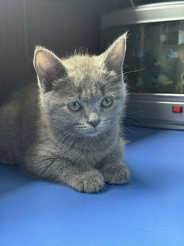 коротколапые котята: Британский короткошёрстный котёнок, окрас сплошной голубой (серый) — 1