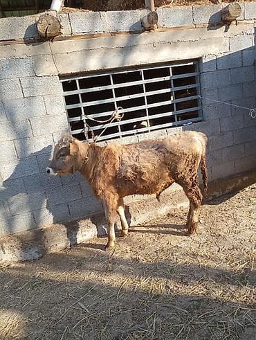 бу аква: Продаю | Музоо, торпок | На откорм | Привязанные — 4