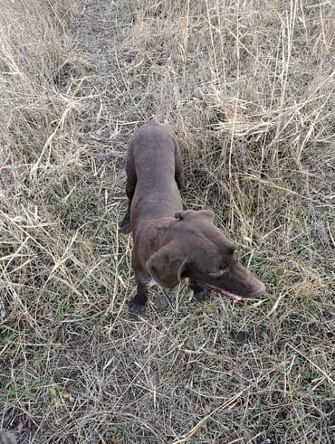 сколько стоит шпиц в бишкеке: Курцхаар, 8 месяцев, Самка — 3