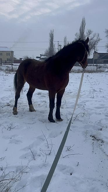 продаются собаки: Продаю | Жеребец | Полукровка | Для разведения | Племенные — 8