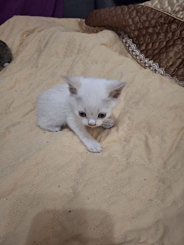 Отдам даром кошку: 2 месяца, Девочка — 3