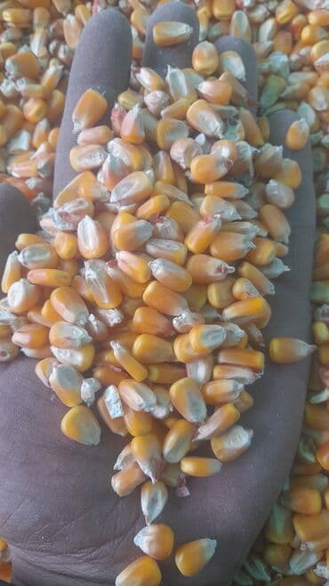 капсула порошок стиральный: Кукуруза Оптом, Самовывоз, Бесплатная доставка, Платная доставка — 1