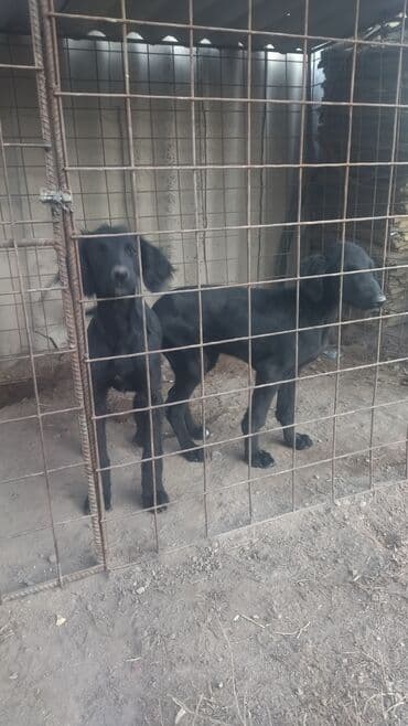 Ит кууту: Щенки, тайган, черного окраса - На фото — два молодые щенка с гладкой — 3