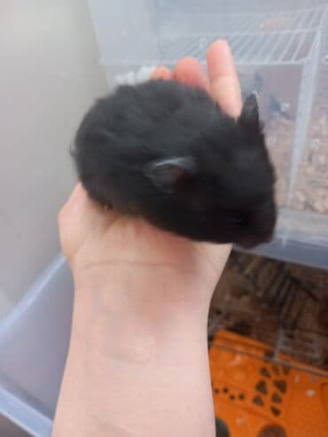 Шиншиллы: Хомячки сирийские (разные окрасы) - Вид: сирийский хомяк — крупный — 4