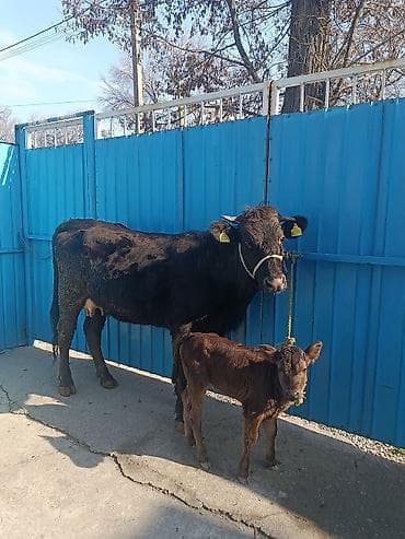 молоко осла: Продаю | Корова (самка) | Для молока | После отела — 3
