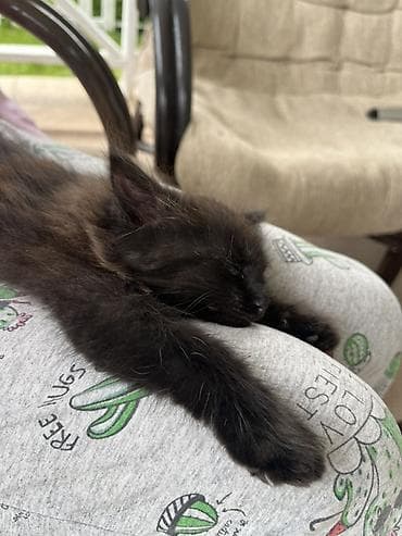 чёрные кошки: Кошка даром: Беспородная, 2 месяца, Мальчик — 2