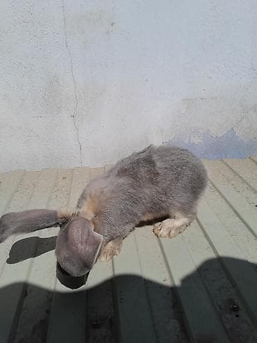 Продаю | Крольчата | Для разведения | Племенные