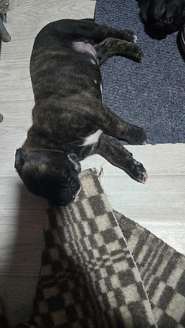 Ит кууту: Щенки метисы (короткошёрстные, тигровый и чёрный окрасы) смесь питбуль — 3