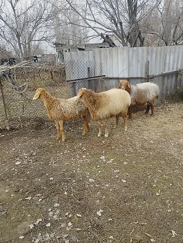 Үй жаныбарлары: Сатам | Ургаачы кой (ургаачы) | Аргын | Көбөйтүү үчүн | Ургаачы — 1