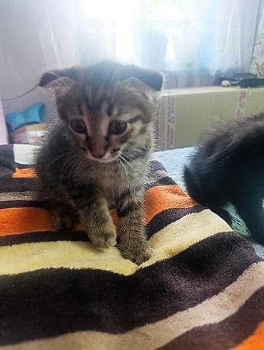 вязка ош кошек: Котята, помет из нескольких малышей: - Окрас: тигровые (табби) и — 2