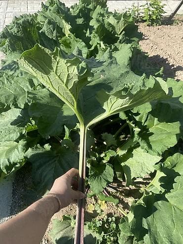 умут ко: Лопух, листья, молодые свежие в Бишкеке. Куст молодой, сажали в — 3