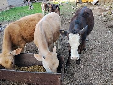 кой сойом: Продаю | Музоо, торпок | Полукровка | На откорм — 2