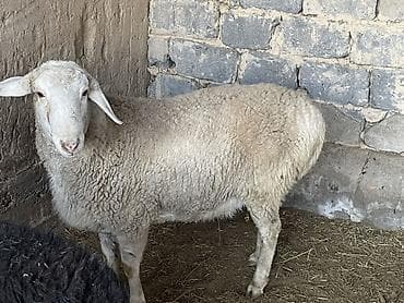 Продаю | Овца (самка) | Для разведения