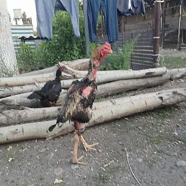 Животные: Продаю | Куры | Бойцовая | Для разведения — 3