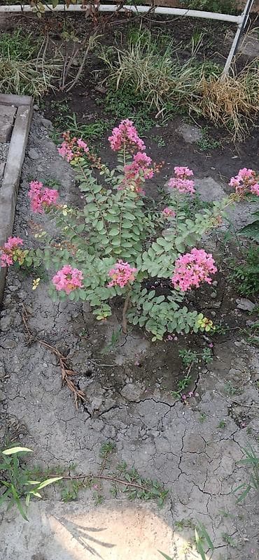 Самовывоз