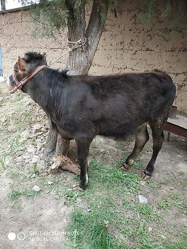 куплю тёлку: Продаю | Тёлка — 3