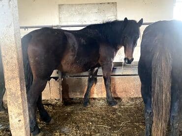 Продаю | Кобыла (самка) | Рабочий at lalafo.kg Продаю | Кобыла (самка) | Рабочий