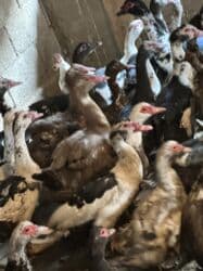 когучкон бишкек: Индоутки 57 голов — 6