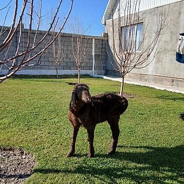 мини такса: Продаю | Баран (самец) | Для разведения | Племенные — 4