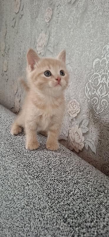 Продажа кошек: Скотиш Фолд (Шотландская вислоухая), 1 месяц, Мальчик, Приучена к лотку — 8