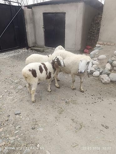 дикая утка: Продаю | Овца (самка) | На забой | Матка — 2