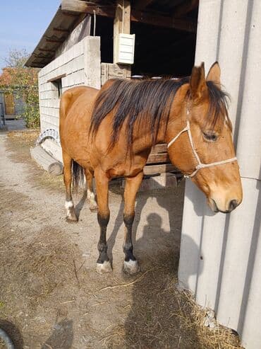 Кемирүүчүлөр: Сатам | Бээ (ургаачы) | Көбөйтүү үчүн — 1