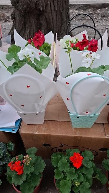 для растений: Комнатные и уличные цветы в горшках - Каланхоэ Blossfeldiana — 3