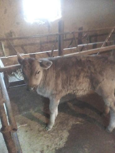 инд: Продаю | Тёлка | Полукровка | На откорм | Искусственник — 4