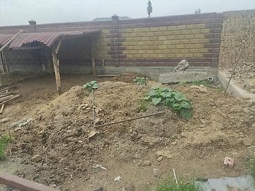 селитра купить в бишкеке: Навоз/перепревшая органика для огорода и сада. Арашандын гөңү. 3 жылда — 1