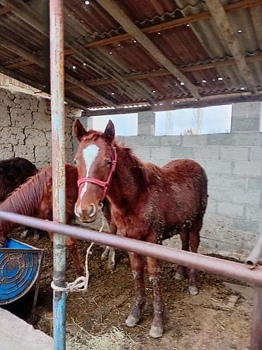 Продаю | Баран (самец) | Арашан