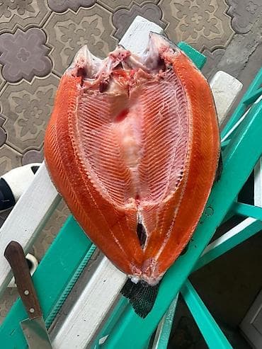 копченая рыба иссык куль: Свежо-выловленая ФАРЕЛЬ премиум класса ( европейский корм )- размер от — 1