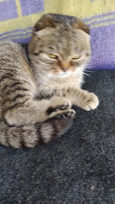 стерилизация кошки бишкек: Скотиш Фолд (Шотландская вислоухая), 10 месяцев, Девочка, Серый — 7