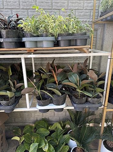 комнатный эшиктер: Комнатные и уличные растения в горшках - Большой выбор цветущих и — 4