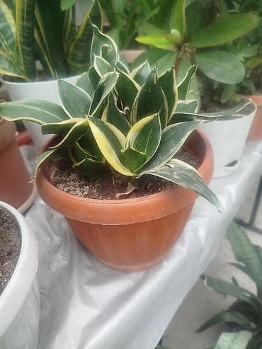драцены: Комнатные и садовые растения 1) Олеандр розовый (Nerium oleander) - — 4