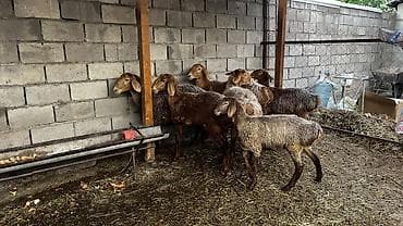 бычки 1 5: Продаю | Овца (самка) | На забой | Племенные — 1