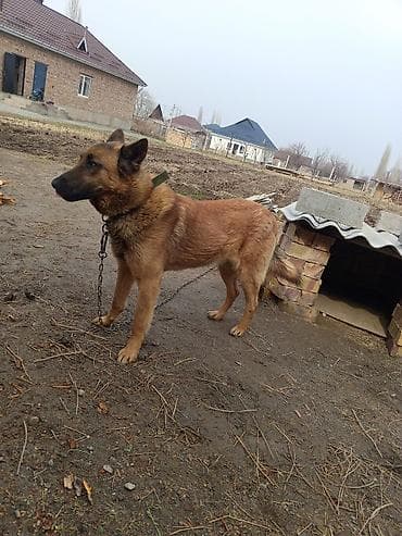 собаку хаски: Бельгийская овчарка, 1 год, Самец, С прививкой — 3