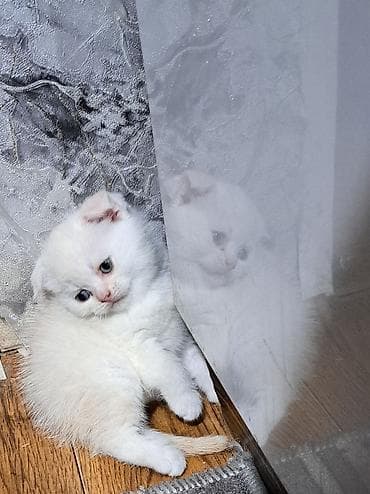 Шотландский вислоухий котёнок (Scottish Fold) - Окрас