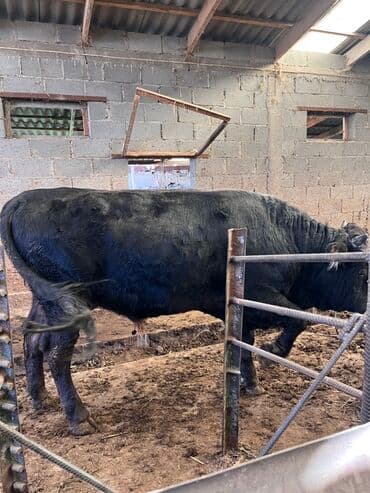 охотничий собак: Продаю | Бык (самец) | Для разведения — 6