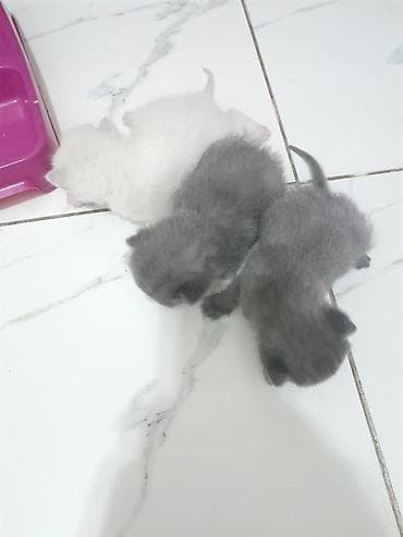 вислоухие кошки бишкек: 🐱 Кошка с котятами (семья) срочно шатладские Продаётся кошка с — 2