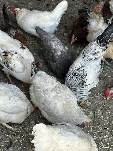 декоративный зайчик: Продаю | Куры, Петух | Домашняя, Кучинская | На забой, Для разведения — 6
