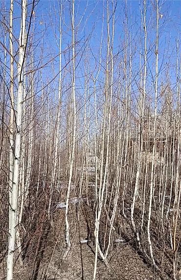 Саженцы деревьев: Берёзы