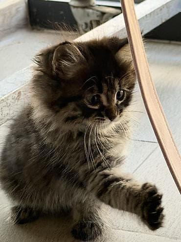 Мышыктар: Мышык бекер берилет: Породасыз, 2 айлык, Ургаачы, Лотокко барууга үйрөтүлгөн — 4