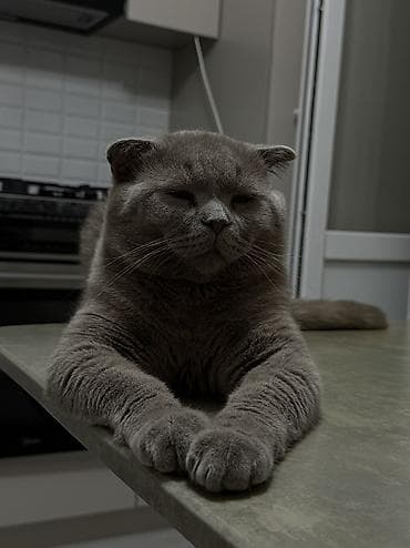 Продажа кошек: Британская короткошёрстная, 1 год, Мальчик, Кастрирована — 1