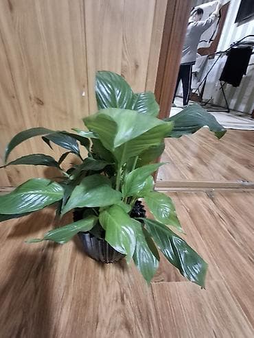 цветы драцена: Продаю не прихотливых, адаптированных комнатных цветов, Все виды — 7