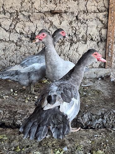 продаю рыбу: Мускусная утка тяжёлой лини, молодые,25го года,только селезни остались — 5