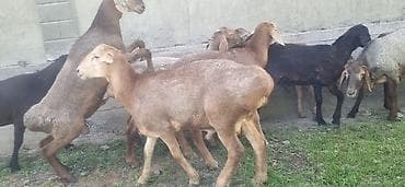 продажа собак бишкек: Продаю | Баран (самец) | На забой | Ярка — 2